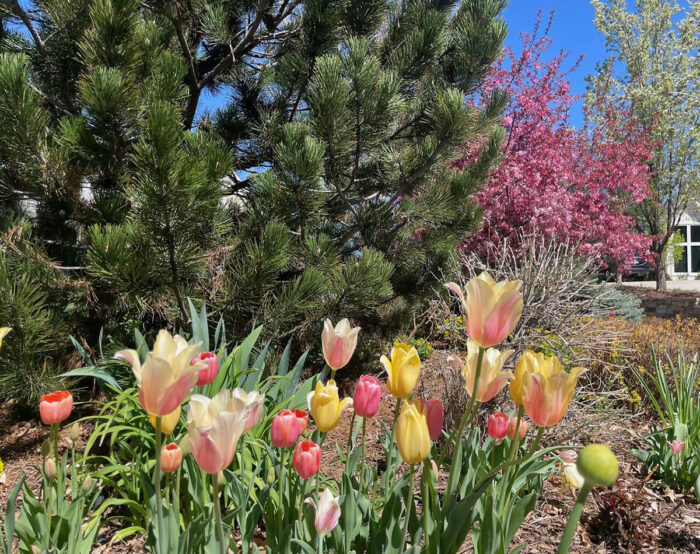 multi colored tulips in front of a small conifer