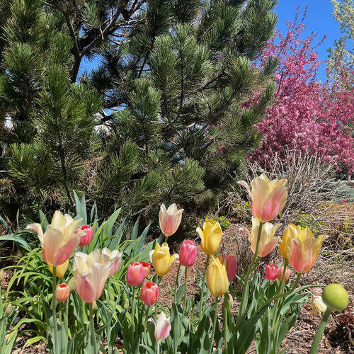Cathy’s Colorado Garden in Spring