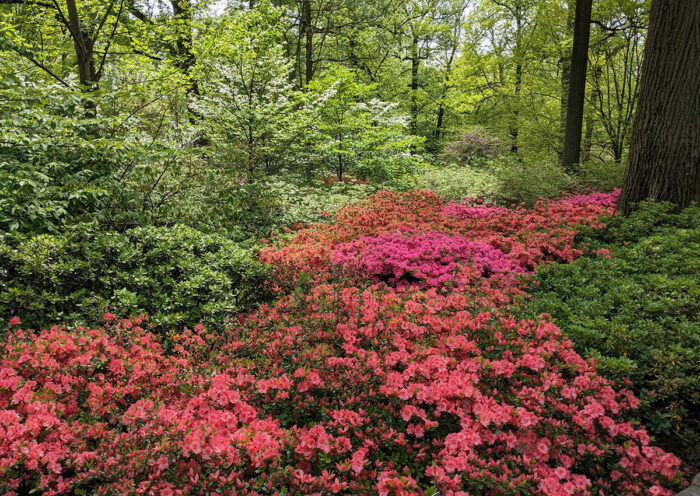 pink and coral colored azaleas