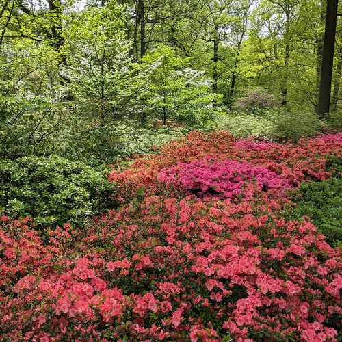 pink and coral colored azaleas