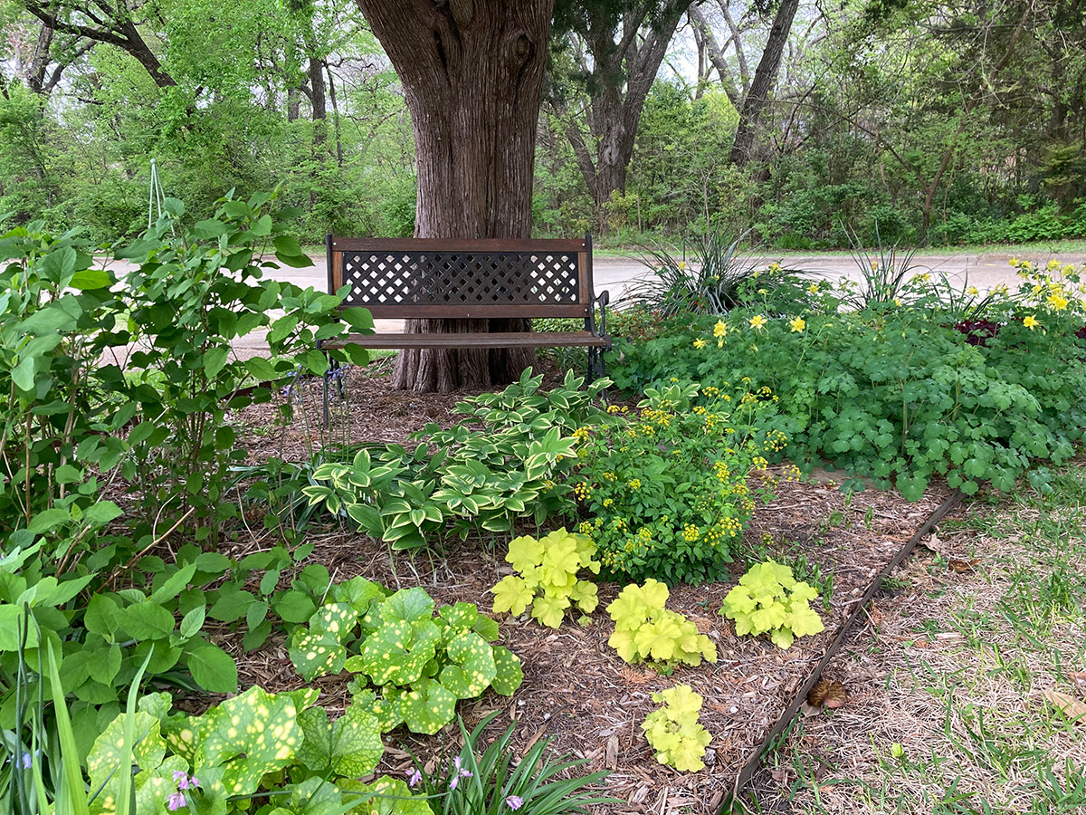 garden under a tree with green and yellow plants