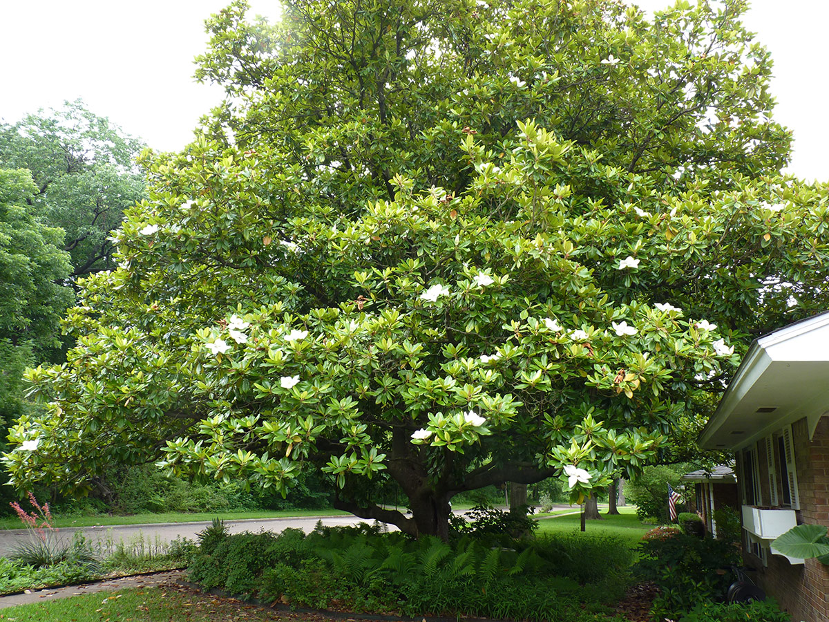 large southern magnolia tree