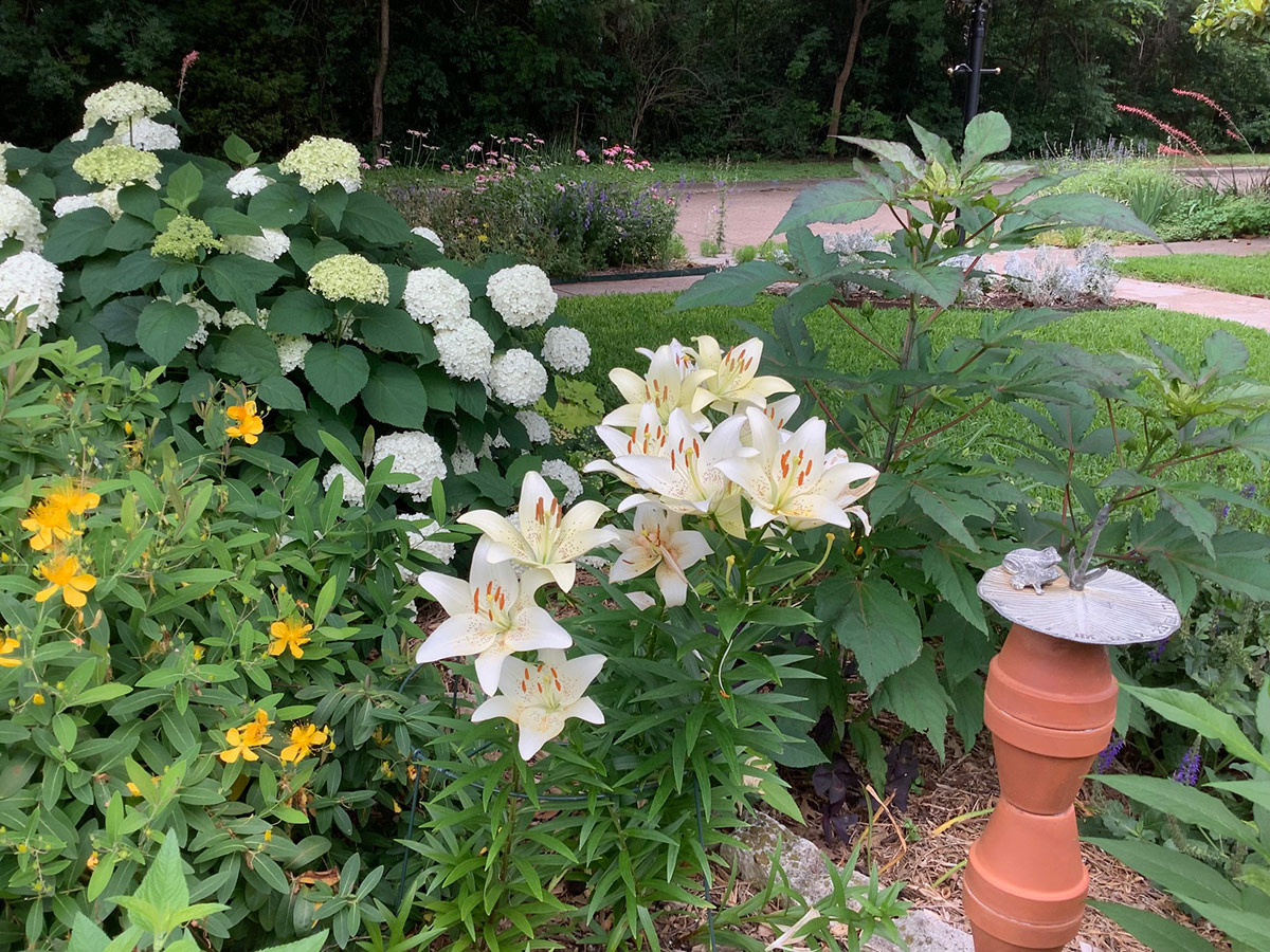 Annabell hydrangea with casa blanca lilies