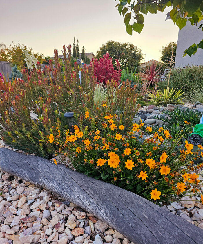 rock garden with succulents and yellow flowers