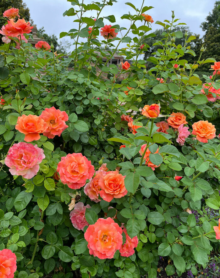 GPOD on the Road: Fort Worth Botanic Garden - Fine Gardening
