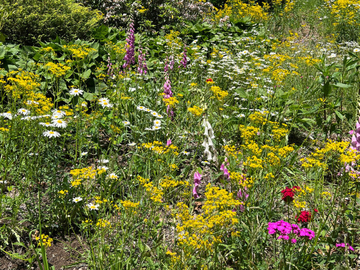 sloped garden bed full of wildflowers