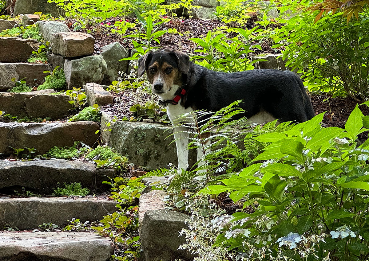 dog in the garden