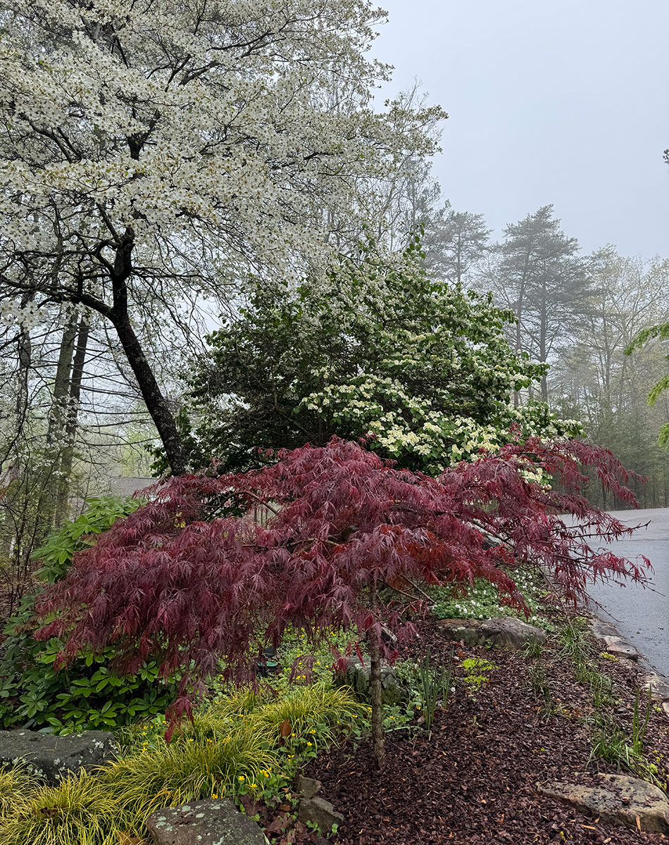 dogwood with viburnum