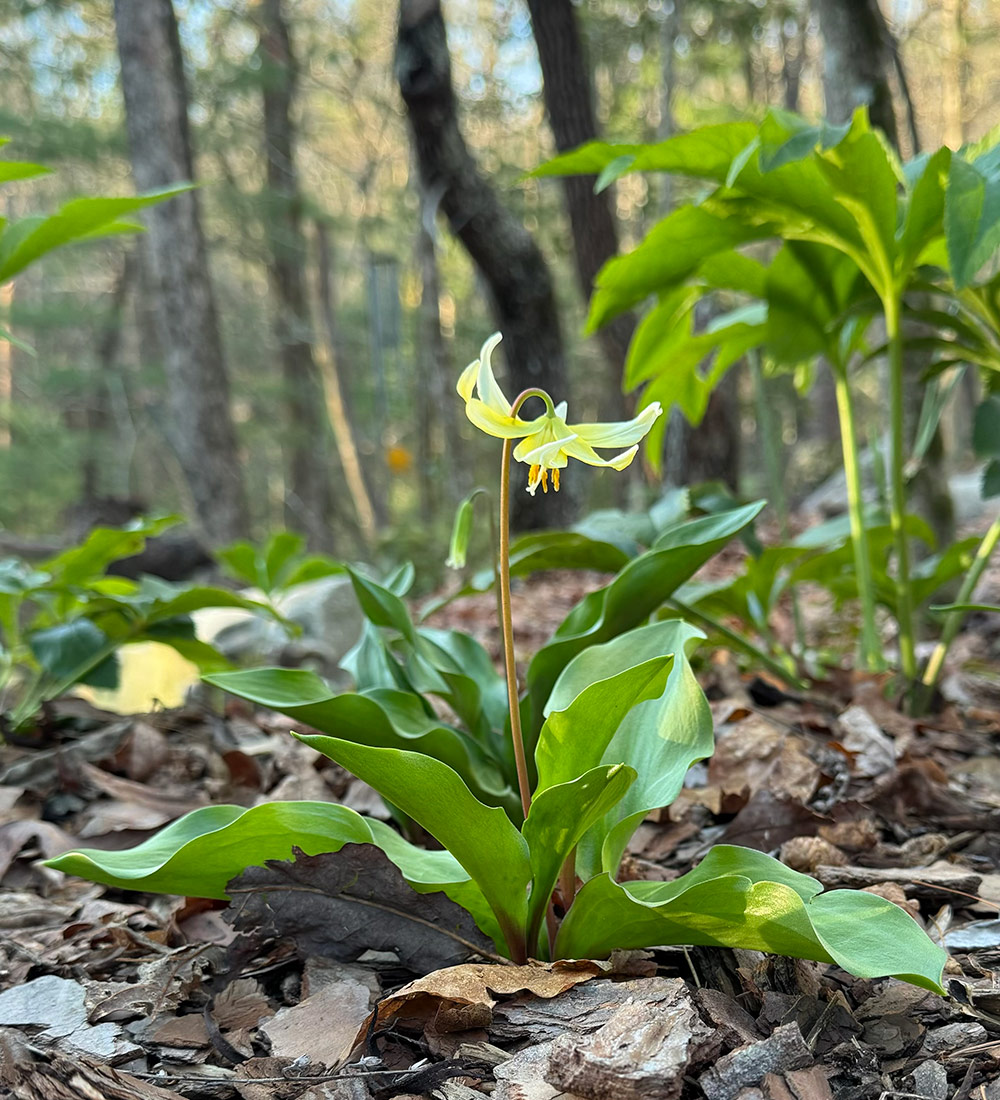 erythronium pagoda