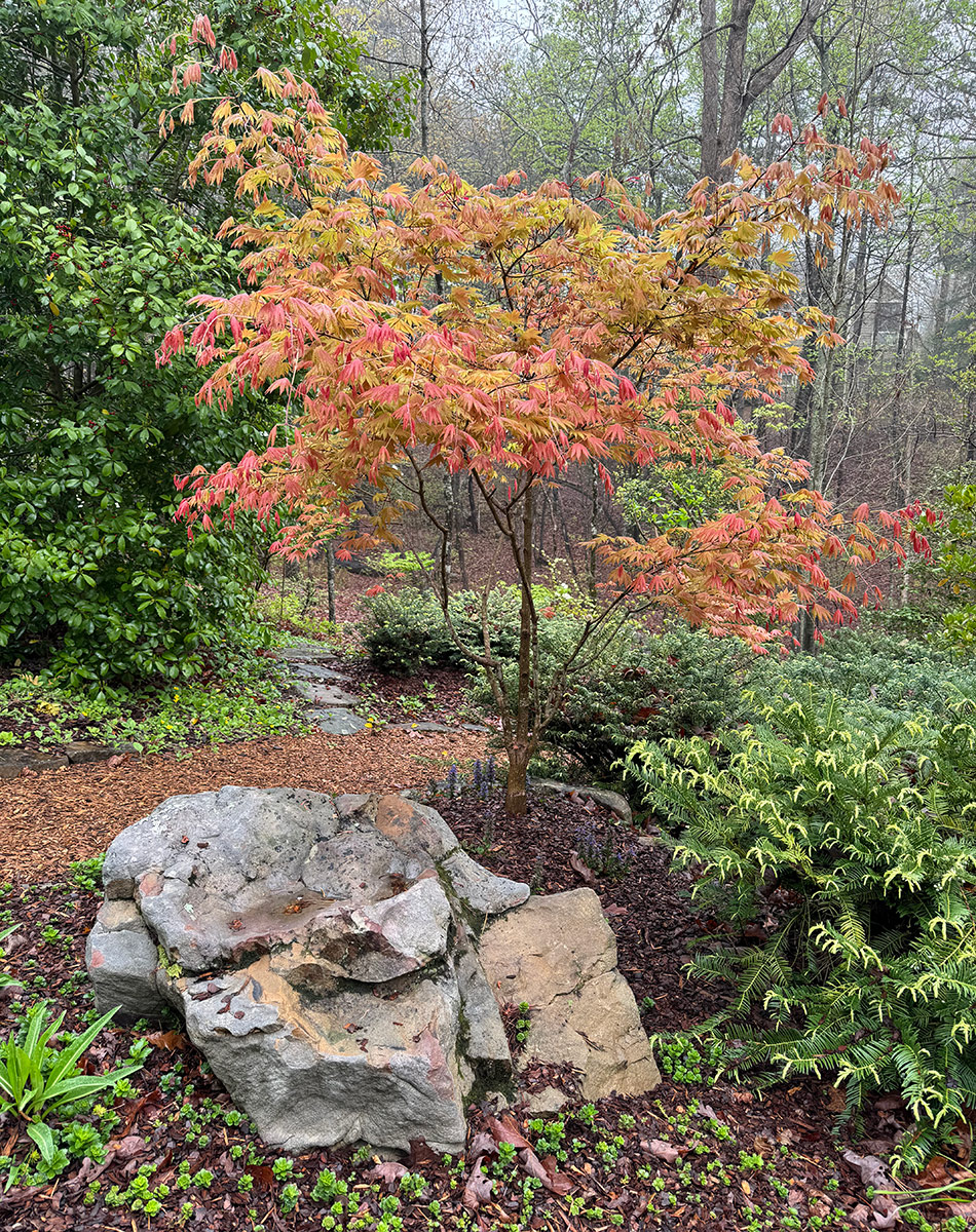 Acer shirasawanum Moonrise