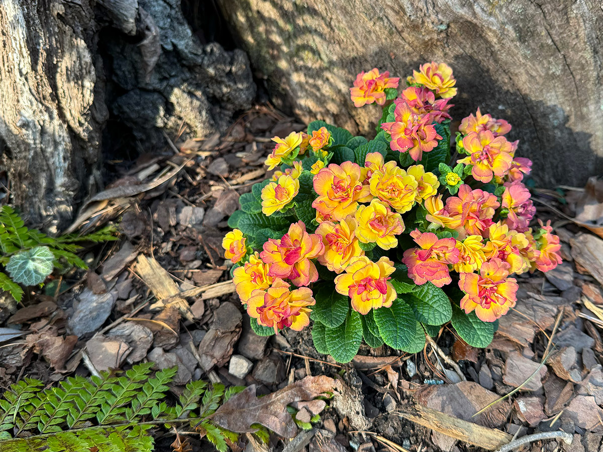 Primula vulgaris Belarina Nectarine