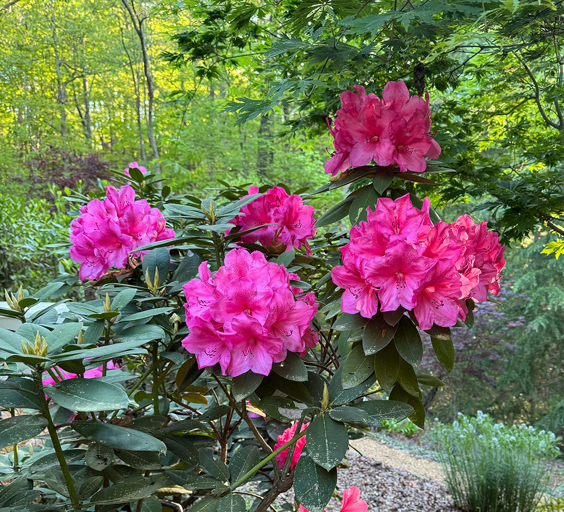 Rhododendron Anna Rose Whitney