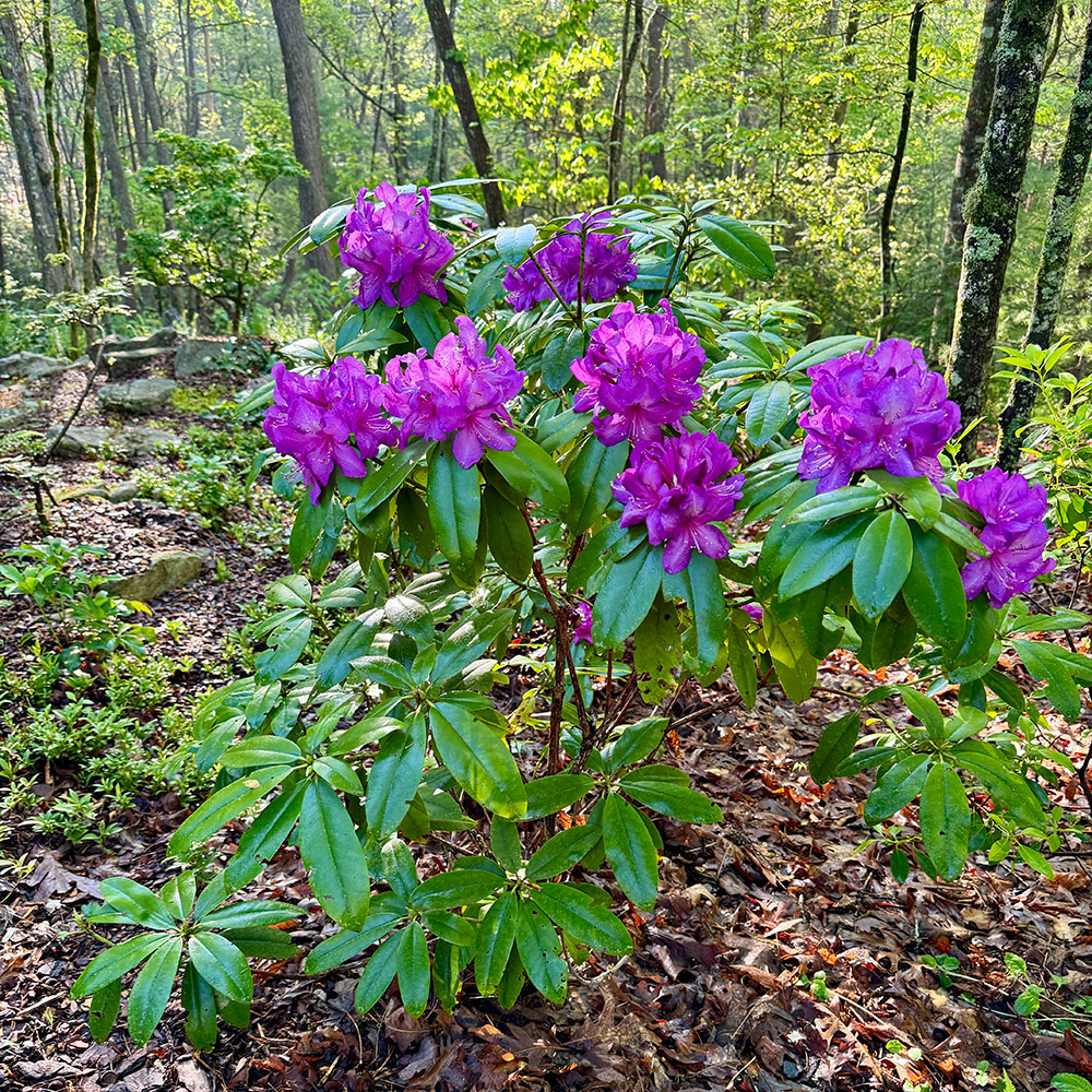 Rhododendron Purple Palace