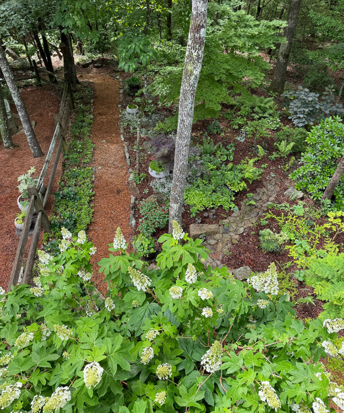 Ruby Slippers oakleaf hydrangea with woodland garden beyond