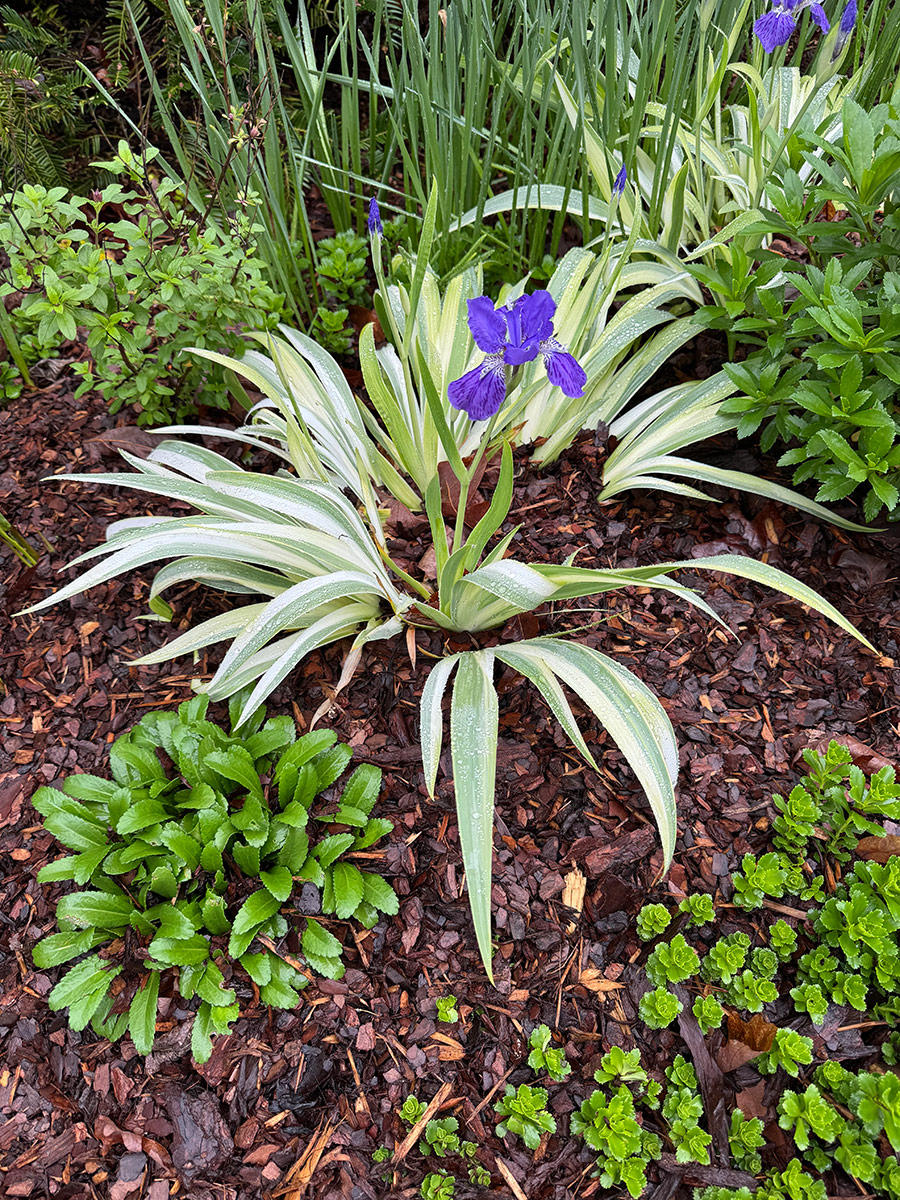 variegated Japanese roof iris