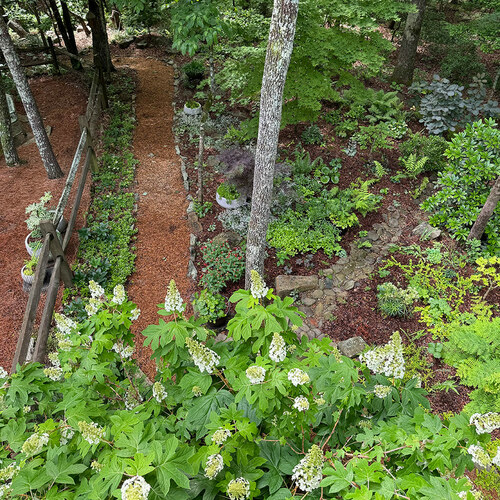 Ruby Slippers oakleaf hydrangea with woodland garden beyond