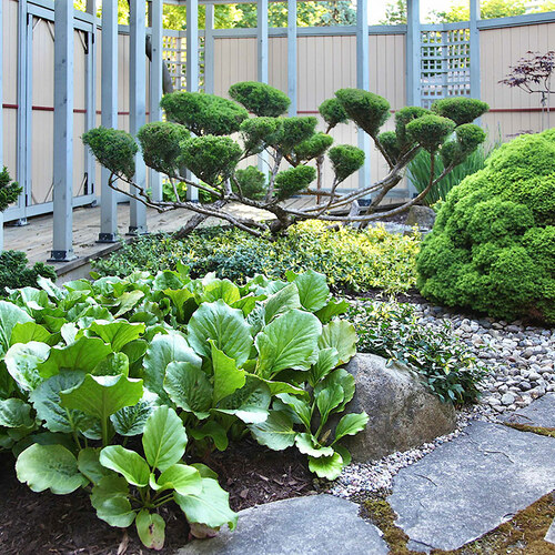 Japanese style courtyard garden