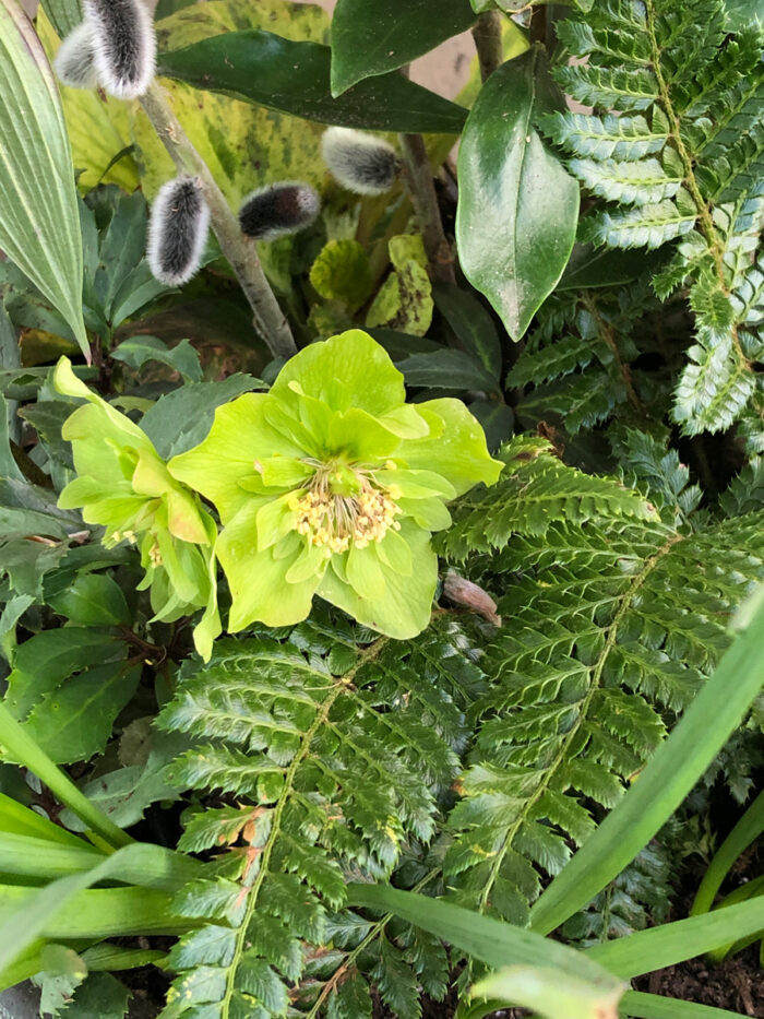 hellebore and fern