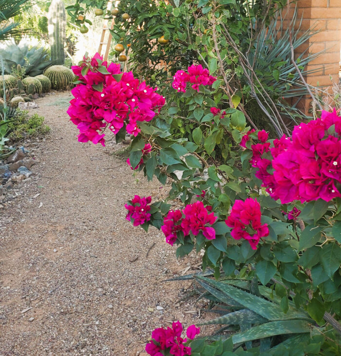 Bougainvillea 'Oolala'