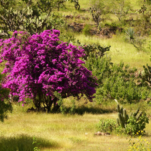 freestanding bougainvillea