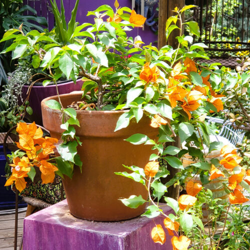 'Fire opal' bougainvillea in container