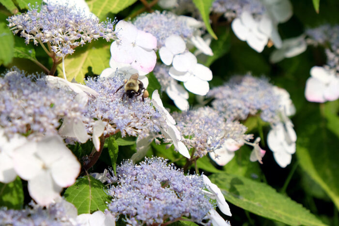 bumblebee on lacecap hydrangea