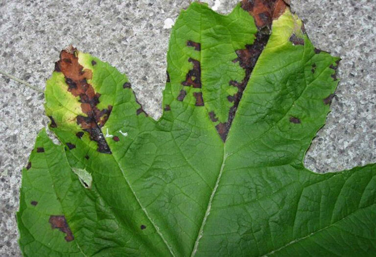 Common Hydrangea Pests and Diseases: Identification, Prevention, and ...