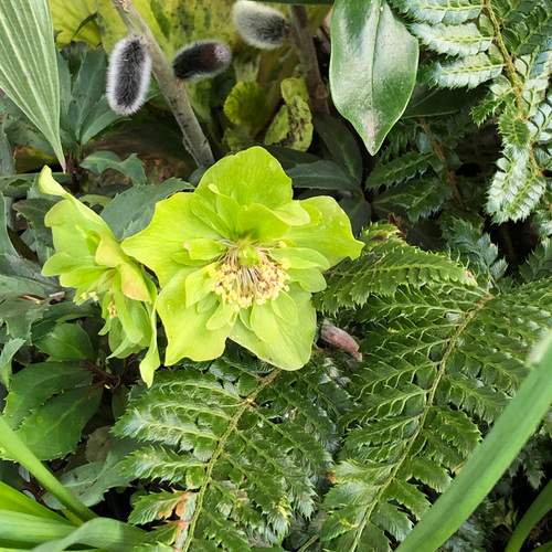 hellebore and fern