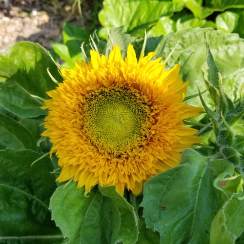 ‘Teddy Bear’ sunflower