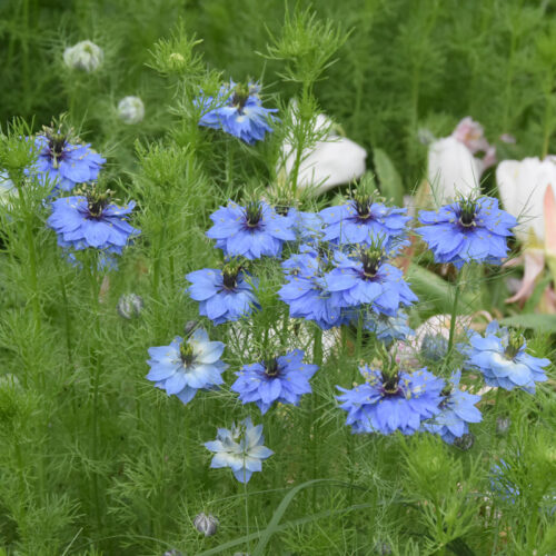 Nigella damascena