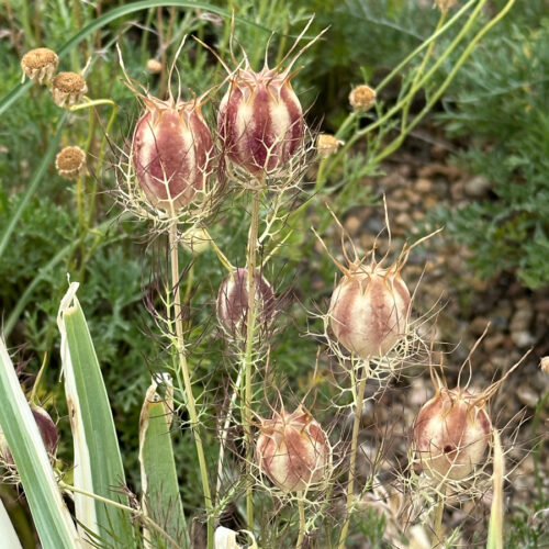 love-in-a-mist seed pods