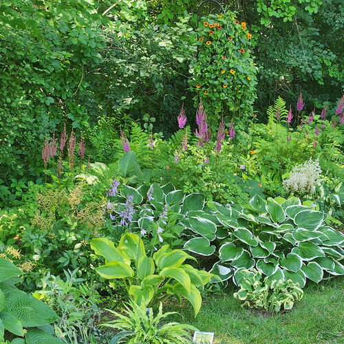 shade garden with pink flowers and various hostas