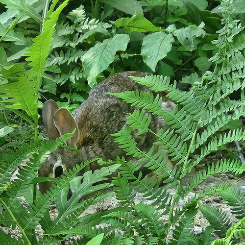 rabbit hiding behind ferns