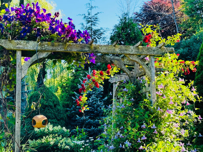 wooden garden arch covered in climbing plants