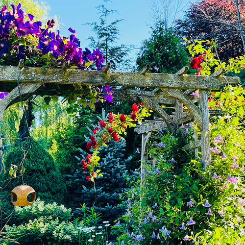 wooden garden arch covered in climbing plants