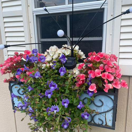 window box with pink white and purple annual flowers