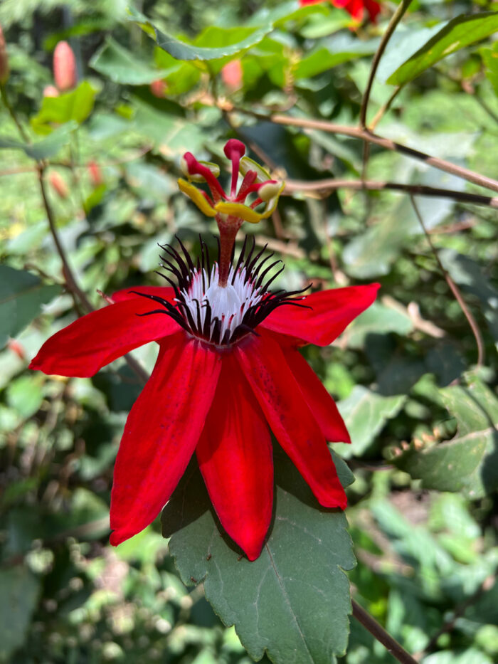 red passion flower (Passiflora miniata,