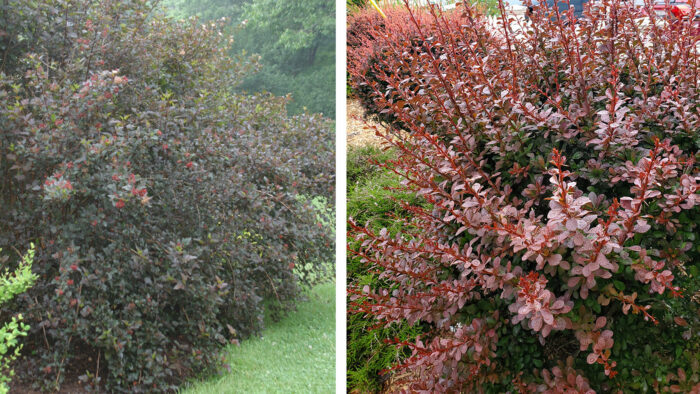 Diabolo® ninebark makes a good alternative to Japanese barberry.