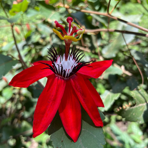 red passion flower (Passiflora miniata,