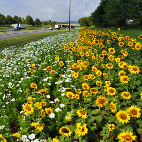 Black oil sunflower in field