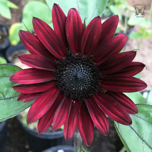 Sunflower 'Black Beauty'