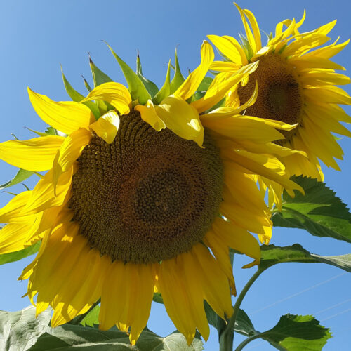 'Mammoth grey stripe' sunflower