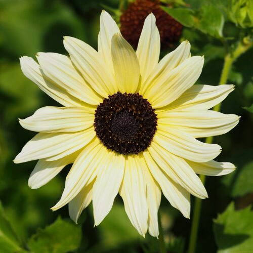 Sunflower 'Vanilla Ice'