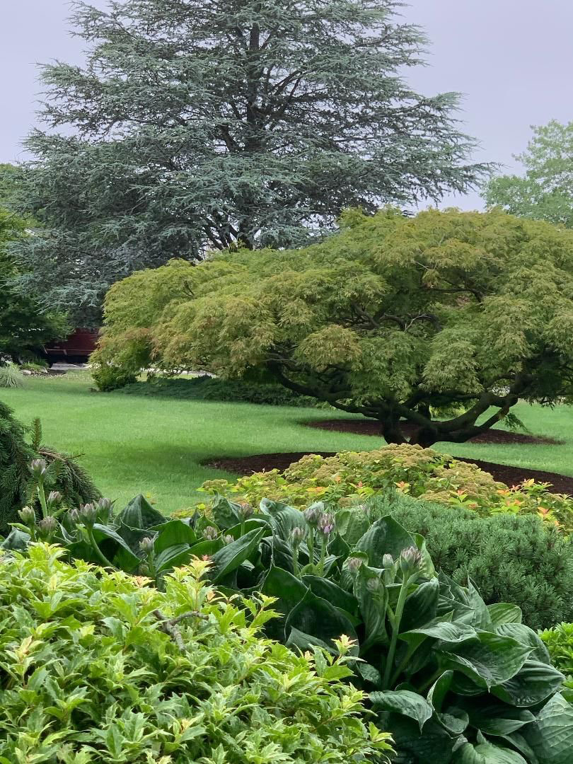 Weeping Japanese Maple next to Blue Atlas Cedar