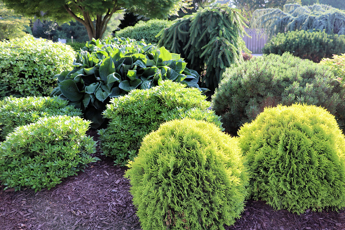 Anna’s Magic Ball Arborvitae with other evergreens and foliage plants