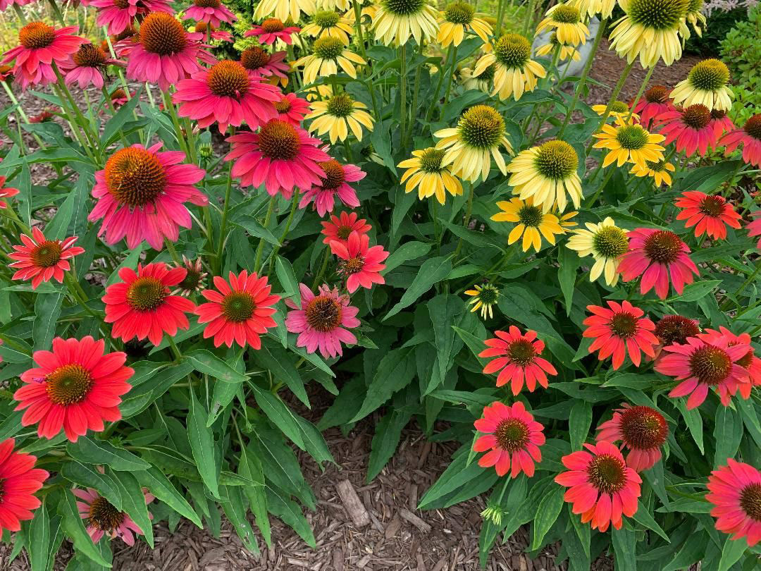 Echinacea Cheyenne Spirit