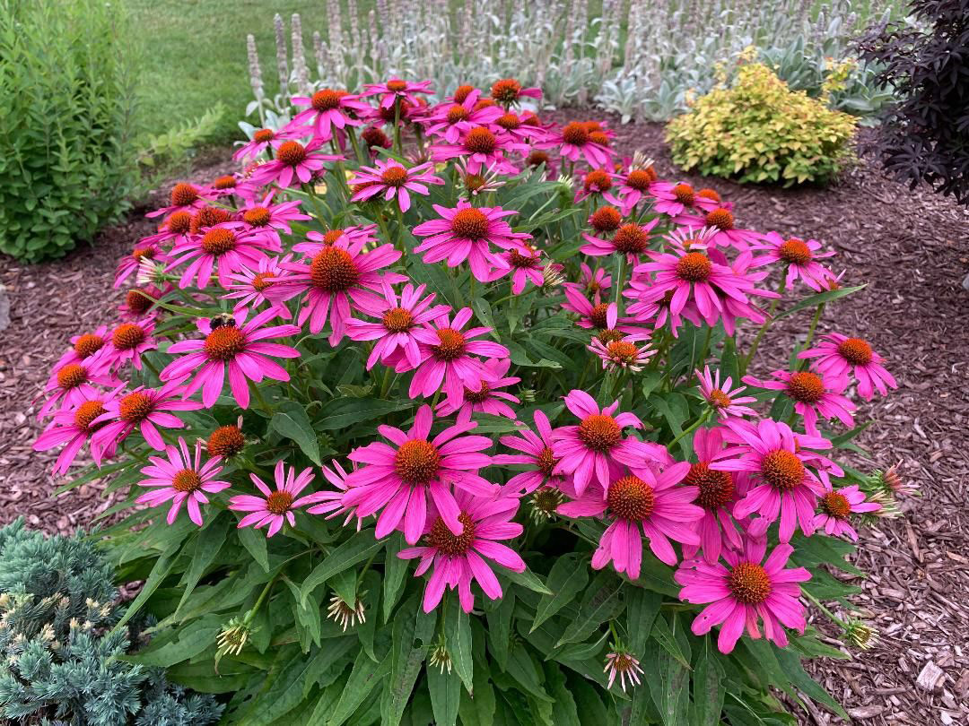 Echinacea Pow Wow Wild Berry