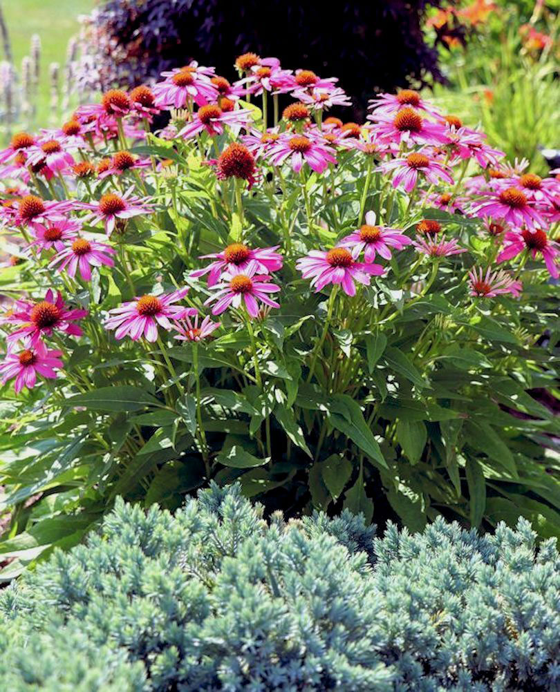 Echinacea Pow Wow Wild Berry with blue star juniper