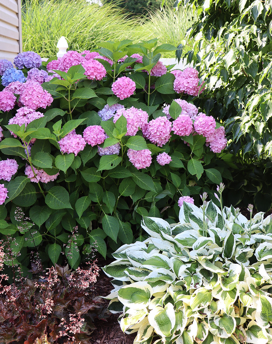 Endless Summer Hydrangea with a variegated hosta