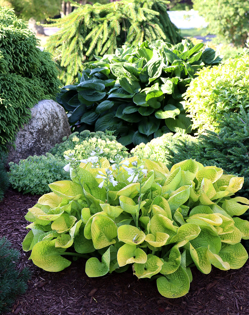 Hosta Gold Standard with other green foliage plants